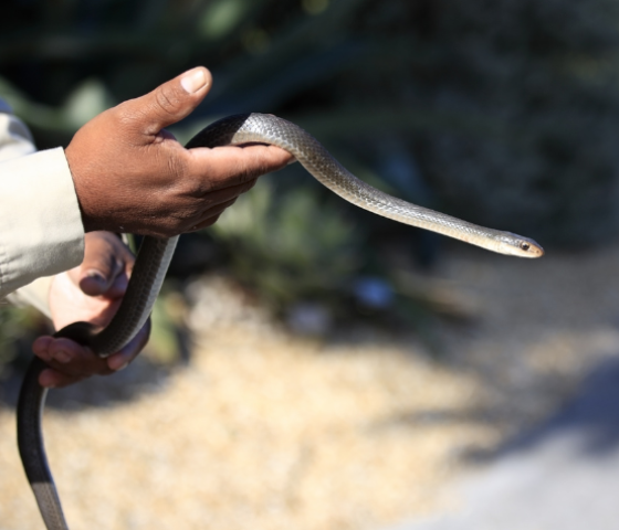 snake handling 